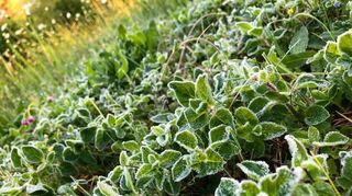 Während der Eisheiligen werden die grünenden Pflanzen oft noch einmal von den Kristallen des Bodenfrostes überzogen.