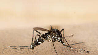 Ein Aufeinandertreffen mit der Asiatischen Tigermücke ist nicht zu unterschätzen: Die invasive Art kann Krankheiten – darunter das Dengue-Fieber – übertragen. Ketsch intensiviert nun die Bekämpfungsmaßnahmen.