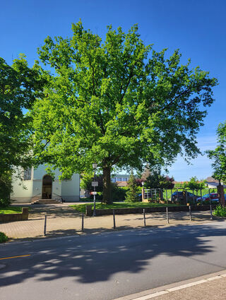 Der Lieblingsbaum von Pfarrerin Christiane Banse ist die Stieleiche vor der evangelischen Kirche in Plankstadt. Wann der Baum aber gepflanzt wurde, weiß keiner so genau. Laut einem Zeitzeugen könnte das in den 1930er-Jahren gewesen sein.