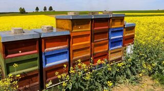Bienenstöcke wie auf diesem Symbolbild aus der Schwäbischen Alb gibt es in ganz Deutschland, auch im Gartenschaupark Hockenheim, wo die Grünen über die schwarz-gelben Insekten informiert haben.