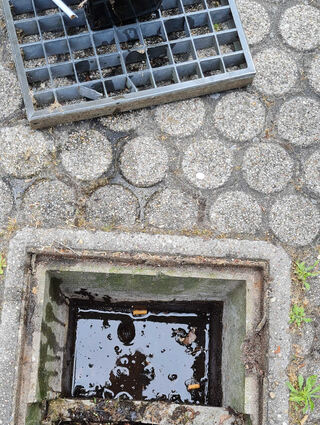 Ein Hofgulli ist eine ideale Brutstätte.