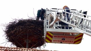 <p>Thomas Picke beginnt mit der Beringung der vier Jungstörche.</p>