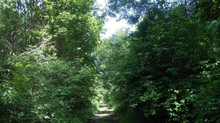 Die in 2002/2003 durchgeführten Aufforstungen entwickelten sich beispielsweise im Gewann Forststücker zu einem prächtigen und dichten Laubwald.