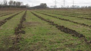 Die Nachpflanzung im Gewann „Zaunstücker“ im Jahr 2010: Aufgrund eines fehlenden Zaunes sei Wildbiss ermöglicht worden, der dazu geführt habe, dass sich die Bäume nicht entwickeln konnten, kritisiert Adolf Härdle von den Grünen.