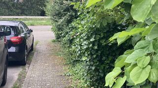 Wenn das Grün über den Zaun hinauswuchert, muss der Gartenbesitzer tätig werden, damit die Fußgänger nicht durch die Flora behindert werden – so schön der enorme Pflanzenwuchs auch anzuschauen ist.