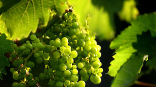 Einst war der Weinbau ein entscheidender Teil der Landwirtschaft in Oftersheim – woran heute kaum noch zu denken ist. Daran soll auch das anstehende Weintasting erinnern.