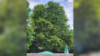Um diese stattliche Rosskastanie geht es. Der Besitzer will sie zum Naturdenkmal erklären lassen. Die Nachbarn klagen über enorme Mengen an Trieben, Laub und Kastanien, die sie auf ihrem Grundstück ständig beseitigen müssen. Bilder: Simianer