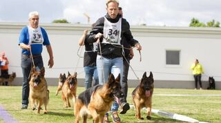 Insgesamt nahmen 49 Hunde aus ganz Deutschland an den Wettbewerben des Schäferhundvereins in Brühl teil.