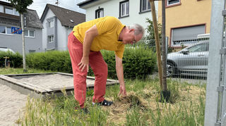 Der Anwohner Bernhard Carl hebt die obere Schicht gemähtes Gras an, die um die jungen Bäume herumliegt. Es müffelt, denn darunter schimmelt es.