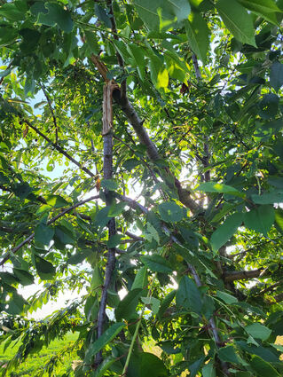 In letzter Zeit häufen sich Schäden an den Obstbäumen. Mal hängt ein Angst nur noch halblebig am Baum, mal fehlt er ganz, was die helle Stelle am Stamm beweist.