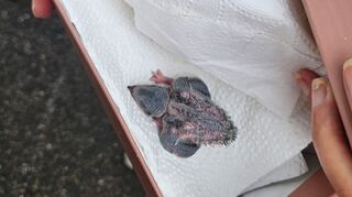 Das kleine Mauersegler-Küken in einem Schuhkarton.