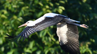 Das mit dem Fliegen kriegt der Jungstorch schon prächtig hin.