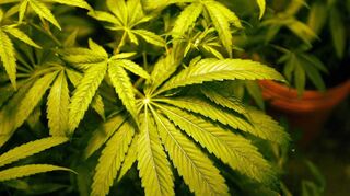 Vor genau 100 Tagen, am 1. April diesen Jahres, trat das Konsumcannabisgesetz (KCanG) in Kraft – mit einer ganzen Reihe neuer Regelungen zur weiblichen Cannabisblüte mit dem psychoaktiven Wirkstoff Tetrahydrocannabinol (THC).