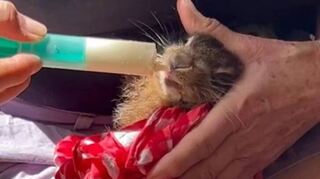 Die kleinsten Feldhasen müssen zunächst von Luzie Eder mit der Flasche aufgezogen werden.