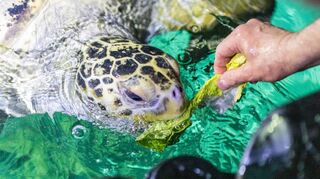 Schildkröte Marty frisst hier grad eine leckeres Salathäppchen.