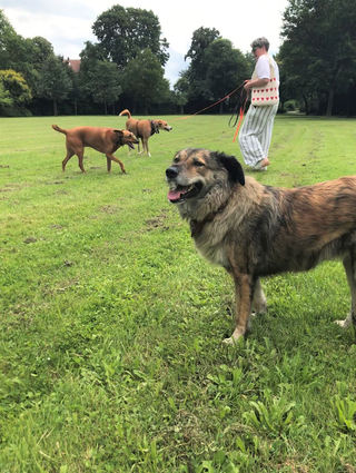 Diese Hunde von Mitarbeitern der Stadtverwaltung fühlen sich auf der Hundefreilaufwiese am Rhein sichtlich wohl.
