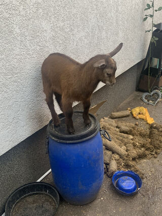 Ein Ziegenjunges will bei der privaten Wildtierhilfe hoch hinaus.