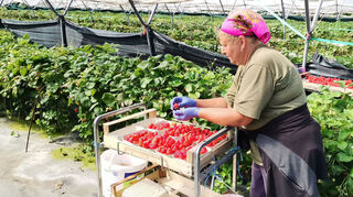 Die schmackhaften roten Früchte sammeln die Erntehelferinnen im Folientunnel ein, wo die Erdbeeren im Hochbeet und überdacht gedeihen.