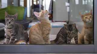 Vier junge Katzen sitzen im Tierheim. In der Katzenauffangstation werden in diesem Sommer so viele Katzen versorgt wie seit Jahren nicht mehr.
