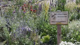 Wo zuvor der nicht mehr verwendete Brunnen vor der Theodor-Heuss-Schule das Bild beherrschte, erstrahlt jetzt eine vielfältig bewachsene Bienenwiese.