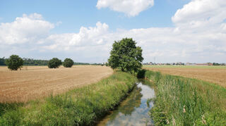 Blick auf den Leimbach vor Oftersheim. Hier soll er mit dem parallel verlaufenden Landgraben zusammengelegt werden und eine naturnahe Auenlandschaft entstehen.