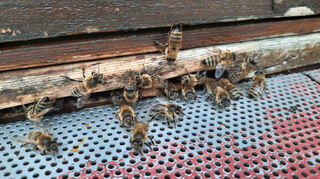 Zwischen Brühl und Ketsch sind sogar Bienen beheimatet – neben zahllosen anderen Tieren.