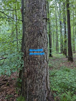 "Graffitis" wie hier sind im Oftersheimer Wald keine Seltenheit.
