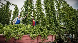 Erstmal müssen die langen Ranken eingeholt werden: Das Hopfenfeld in Sandhausen wird ehrenamtlich von ehemaligen Hopfenbauern bewirtschaftet, die auch gemeinsam im Musikverein singen.