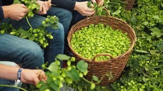 Die Dolden werden bei der Ernte sorgfältig und mühevoll Stück für Stück von Hand abgezupft.