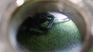 So sieht der Hopfen, auch genannt „grünes Gold“, im Sud aus. Der Hopfen bleibt eine Weile darin, bevor der Sud zum Gärtank verbracht wird.