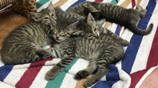 Alle aus einem Wurf: Diese fünf Kitten werden in der Schwetzinger Auffangstation gepflegt. Danach suchen die tierischen Bewohner ein neues Zuhause.