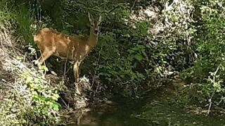 Ein Reh nähert sich in den Riedwiesen nahe der Leimbach-mündung dem Wasser.