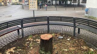 Dringender Handlungsbedarf sei bei der amerikanischen Eiche beim Bücherregal gegeben gewesen, wegen Instabilität hat der Bauhof dem Baum gefällt.