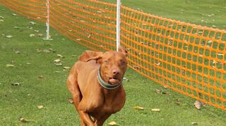 Dieser Hund ist ganz vorn im Klassenement mit dabei.