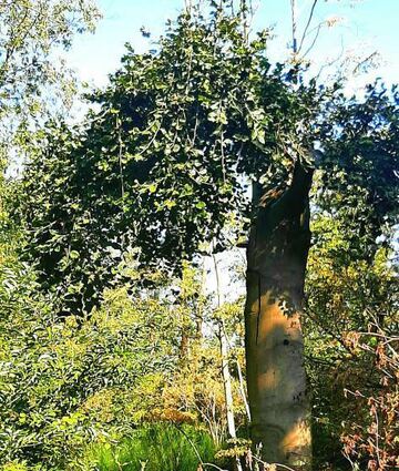 Eine Buche, die scheinbar gesund im Sturm zerbrach.