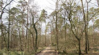 Es steht nicht gut um den Wald, daran hat auch der feuchte Sommer nichts geändert. Allenfalls junge Pflanzen profitieren, im Alt-bestand geht das Absterben ungebremst weiter.