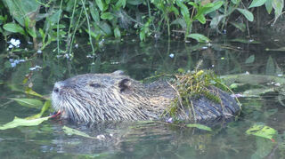 Eindringling: Die Biberratte Nutria ist aus Nordamerika zugezogen und hat unter anderem schon im Schlossgarten für Schäden gesorgt.