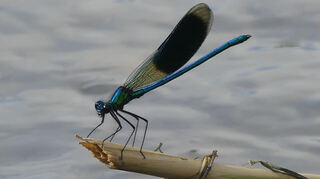 Eine Wonne fürs Auge: die Prachtlibelle, nur eines von zahllosen Insekten, die am Leimbach zu entdecken sind – aber besonders sehenswert.