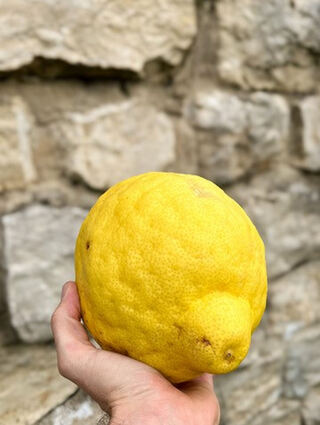 Eine entscheidende Zutat für den neuen Essig: eine Amalfi-Zitrone.