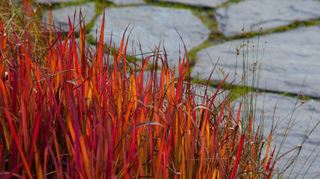 Intensiv rot leuchten die Spitzen des Japanischen Blutgras.