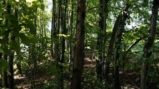 Der rasant fortschreitende Klimawandel schadet den Bäumen im Oftersheimer Wald immens. Insbesondere die Waldkiefer leidet unter den zunehmend heißen Sommern.