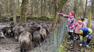 Wenn es die heiß begehrten Eicheln gibt, dann lassen die Wildschweine alles liegen und stehen und stürzen sich auf ihr absolutes Lieblingsfutter.
