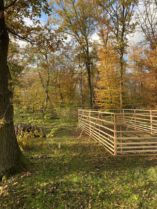 Zwischen Pumpwerk und Grillhütte, längs des Trimm-Dich-Pfades, finden sich im Stadtwald diese Gatter, die bei einigen Spaziergängern Fragen aufwarfen.