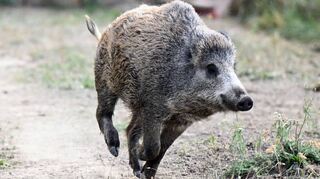 Ein rund sechs Monate altes Wildschwein.