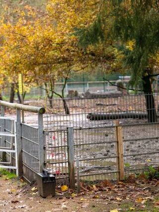 Um die Verbreitung der Afrikanischen Schweinepest einzudämmen, sollen Wildschweine nicht aufgescheucht werden. Schon im Juli wurden im Kreis Bergstraße Zäune gezogen (u.r.). Im Wildpark Jägersburg (u.l.) mussten im November 24 Wildschweine getötet werden.