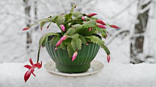 Ein Weihnachtskaktus mit Blüten zum Fest.
