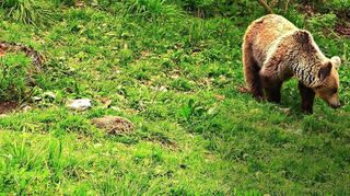 In der rauen Bergwelt der Karpaten mit ihren Urwäldern leben Bären noch in Frieden und weitgehend unbehelligt.