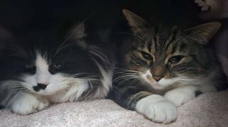 Katzen und andere Haustiere brauchen an Silvester einen Rückzugsort, an dem sie sich vor dem Lärm der Silvesterböller sicher fühlen.