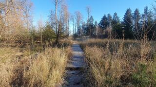 Ein Steg führt über ein Moor zum Aussichtspunkt Eiderberg. Achtung: Wenn es gefriert, ist es etwas rutschig auf dem Holzsteg. Das Foto entstand am 28. Dezember 2024.