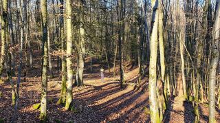 Durch den Wald geht's vom Kirschfelsen hinab in Richtung Ziegelhütte.